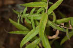 Aromatic aster